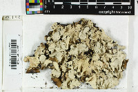 Parmotrema breviciliatum image