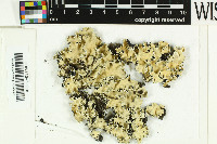 Parmotrema dilatatum image