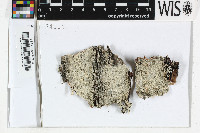 Varicellaria hemisphaerica image