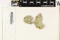 Pertusaria leioplaca image