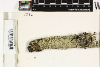 Pertusaria pertusa image