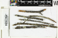 Pertusaria thiospoda image