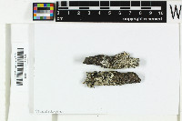 Phaeophyscia endococcinodes image