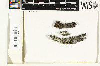 Phyllopsora santensis image