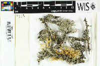 Physcia leptalea image