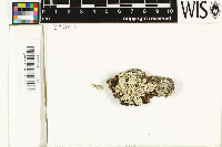 Physcia undulata image