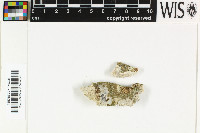 Image of Solenopsora olivacea