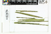 Porina epiphylla image
