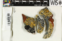 Porpidia flavocaerulescens image