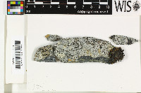 Porpidia macrocarpa image