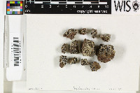 Porpidia zeoroides image
