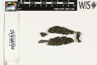 Protoparmelia badia image