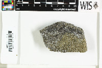 Protothelenella corrosa image
