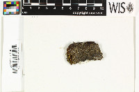 Protothelenella sphinctrinoides image