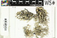 Pseudevernia furfuracea image