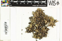 Pseudocyphellaria argyracea image