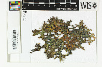 Image of Pseudocyphellaria maculata