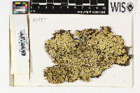 Pseudoparmelia cyphellata image