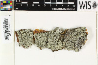 Pyrgillus javanicus image