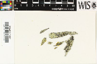 Pyrrhospora quernea image