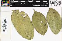 Strigula janeirensis image