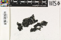 Racodium rupestre image