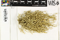 Ramalina calicaris image