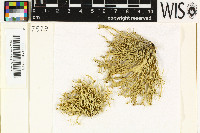 Ramalina calicaris image