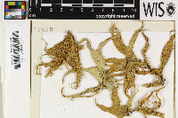 Ramalina celastri image