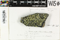 Rhizocarpon eupetraeoides image