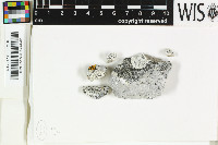 Rhizocarpon umbilicatum image