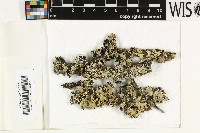 Parmotrema reticulatum image