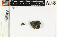 Rinodina australiensis image