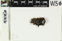 Image of Rinodina lecideoides