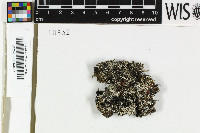 Rinodina olivaceobrunnea image