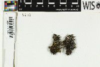 Rinodina turfacea image