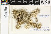 Roccella phycopsis image