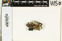 Image of Siphulastrum granulatum