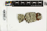 Image of Pertusaria ceylonica