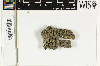 Sclerophora pallida image