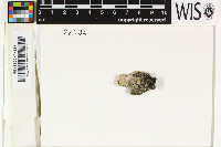 Sculptolumina japonica image