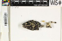 Image of Siphula caracasana