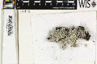 Siphula decumbens image