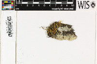 Image of Sipmaniella sulfureofusca