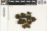 Solenopsora holophaea image