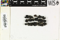 Image of Sphaerophoropsis stereocauloides