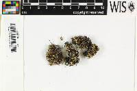 Sphaerophorus fragilis image