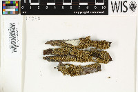 Squamacidia janeirensis var. endococcinea image