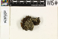 Stereocaulon vesuvianum image