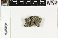 Strangospora pinicola image